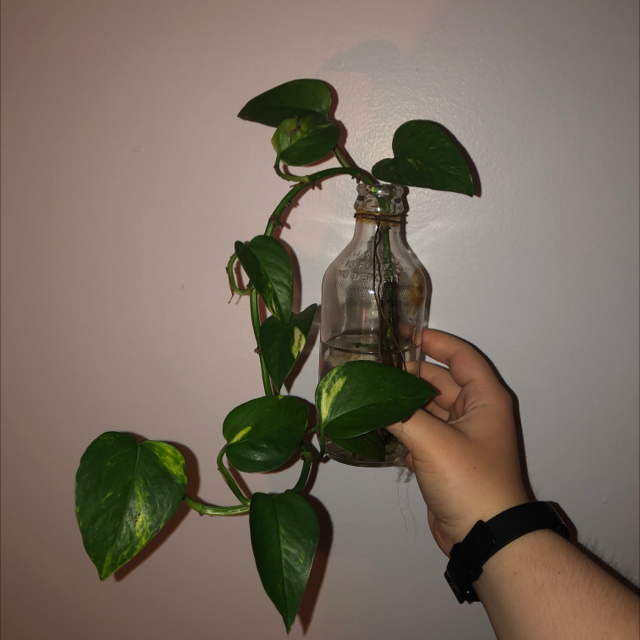 Taro Vine plant photo by @elliotandrew named Fergus on Greg, the plant care app.