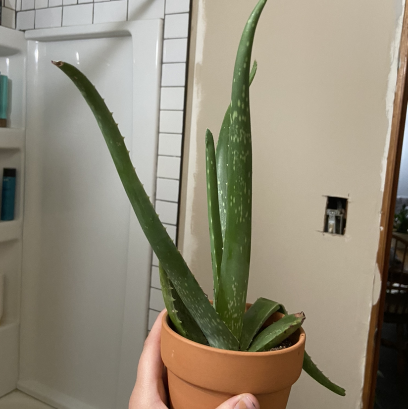 Aloe vera plant photo by @morganrdillon named Alivia on Greg, the plant care app.