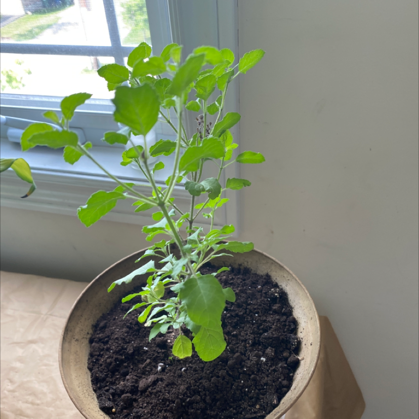 Potted Holy Basil (Tulsi) plant indoors near a window, healthy green leaves.