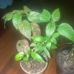 Polka Dot Plant plant