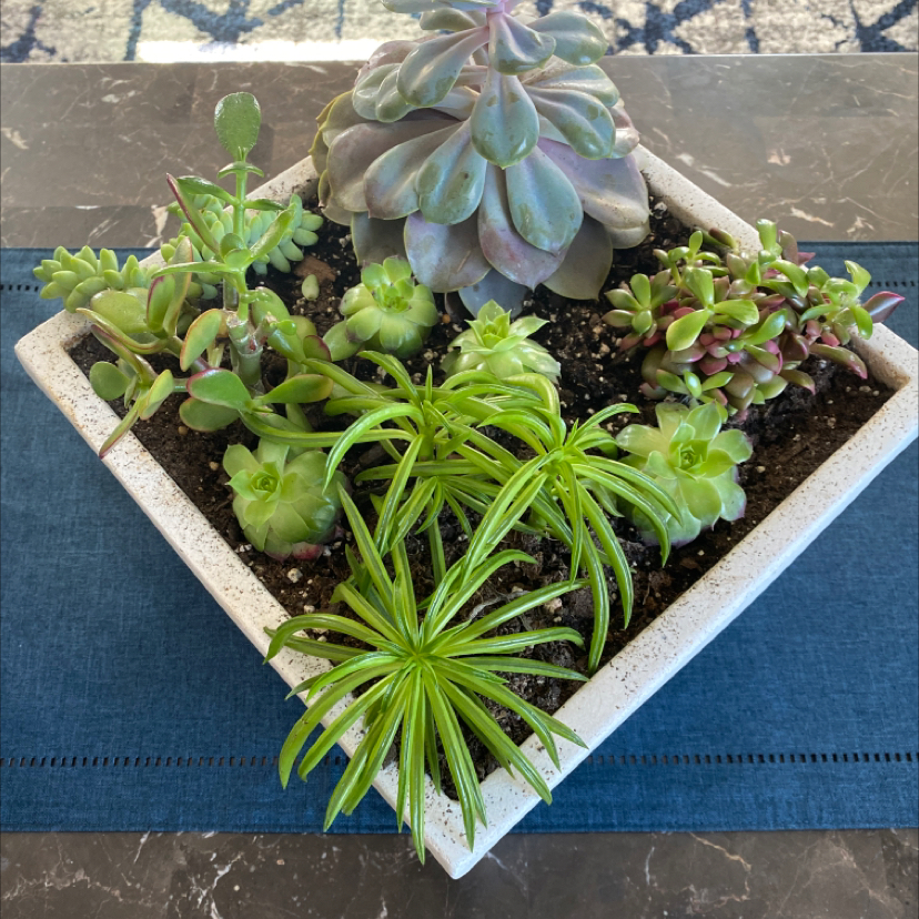 A variety of succulent plants, including Tree Aeonium, in a square pot.