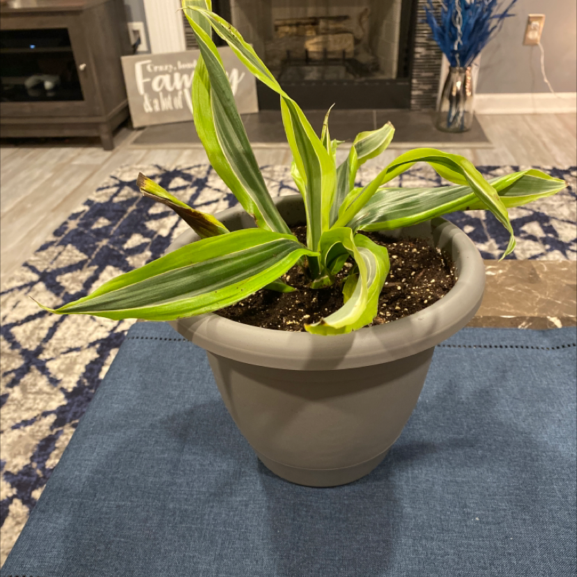 Dracaena 'Lemon Lime' plant in a gray pot on a blue surface, indoor setting.