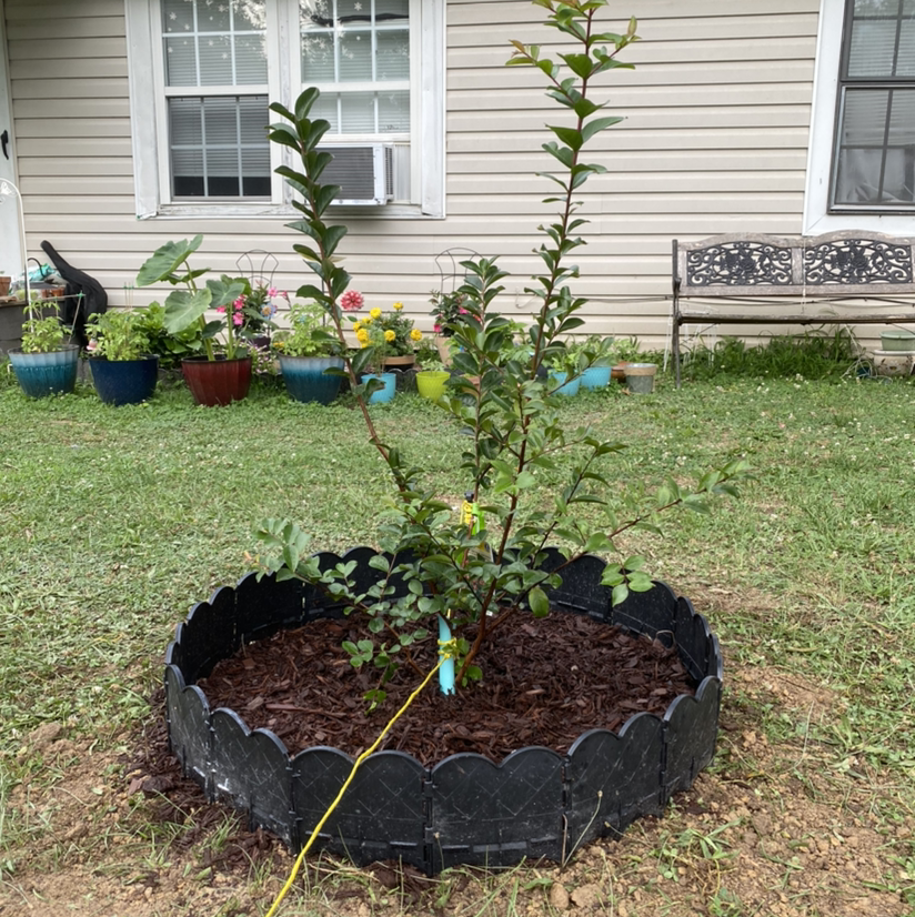 Photo of the plant species Giant Crepe Myrtle by April named Maya on Greg, the plant care app