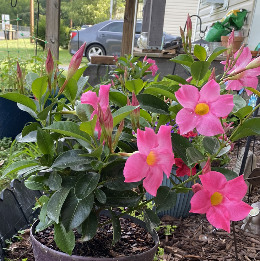 Photo of the plant species Brazilian Jasmine by April named Aristotle on Greg, the plant care app