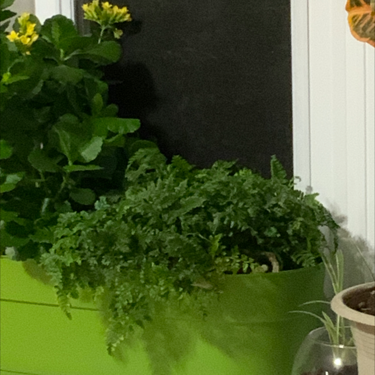 Rabbit's Foot Fern plant photo by Pauline named Rabbit fern on Greg, the plant care app.