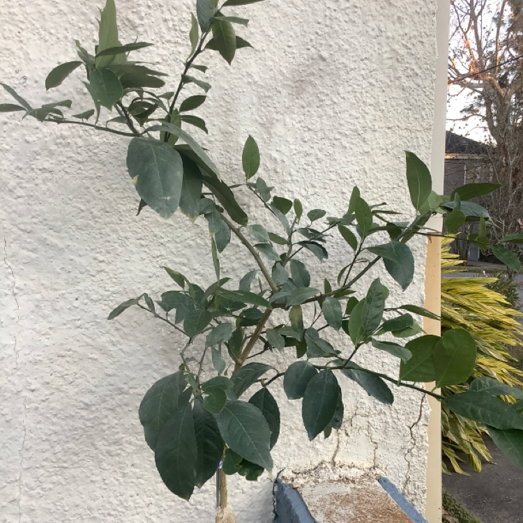 Photo of the plant species Meyer Lemon Tree by J named Meyer on Greg, the plant care app