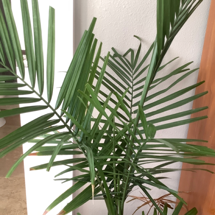 A healthy and thriving Majesty Palm houseplant with lush green fronds growing in a symmetrical fan shape.