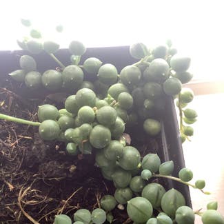 String of Pearls plant in New Orleans, Louisiana