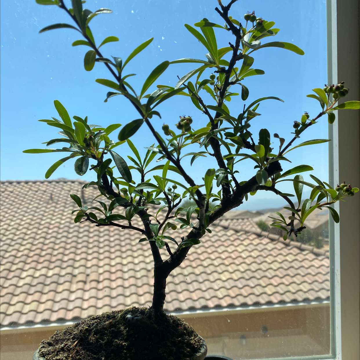 Scarlet Firethorn plant on a windowsill with green leaves and a clear sky background.