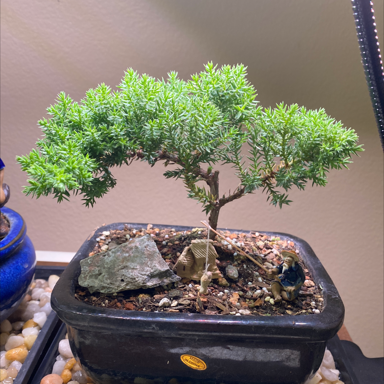 Healthy Sargent Juniper bonsai in a pot with dense green foliage.