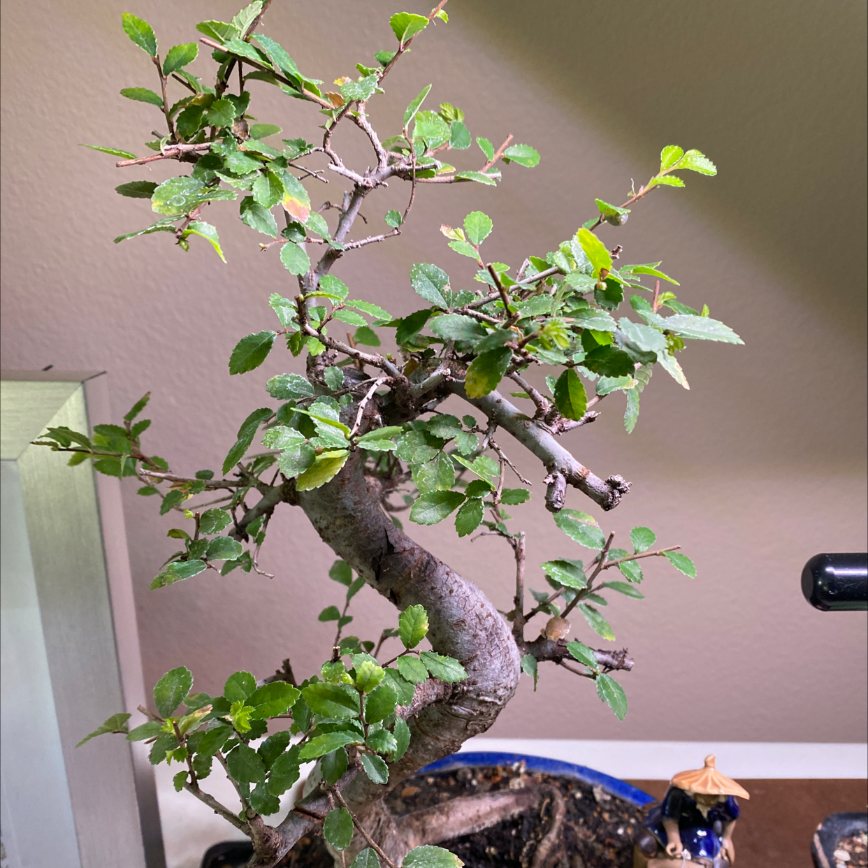 A healthy Chinese Elm bonsai tree in a blue ceramic pot, with a thick trunk and vibrant green foliage.