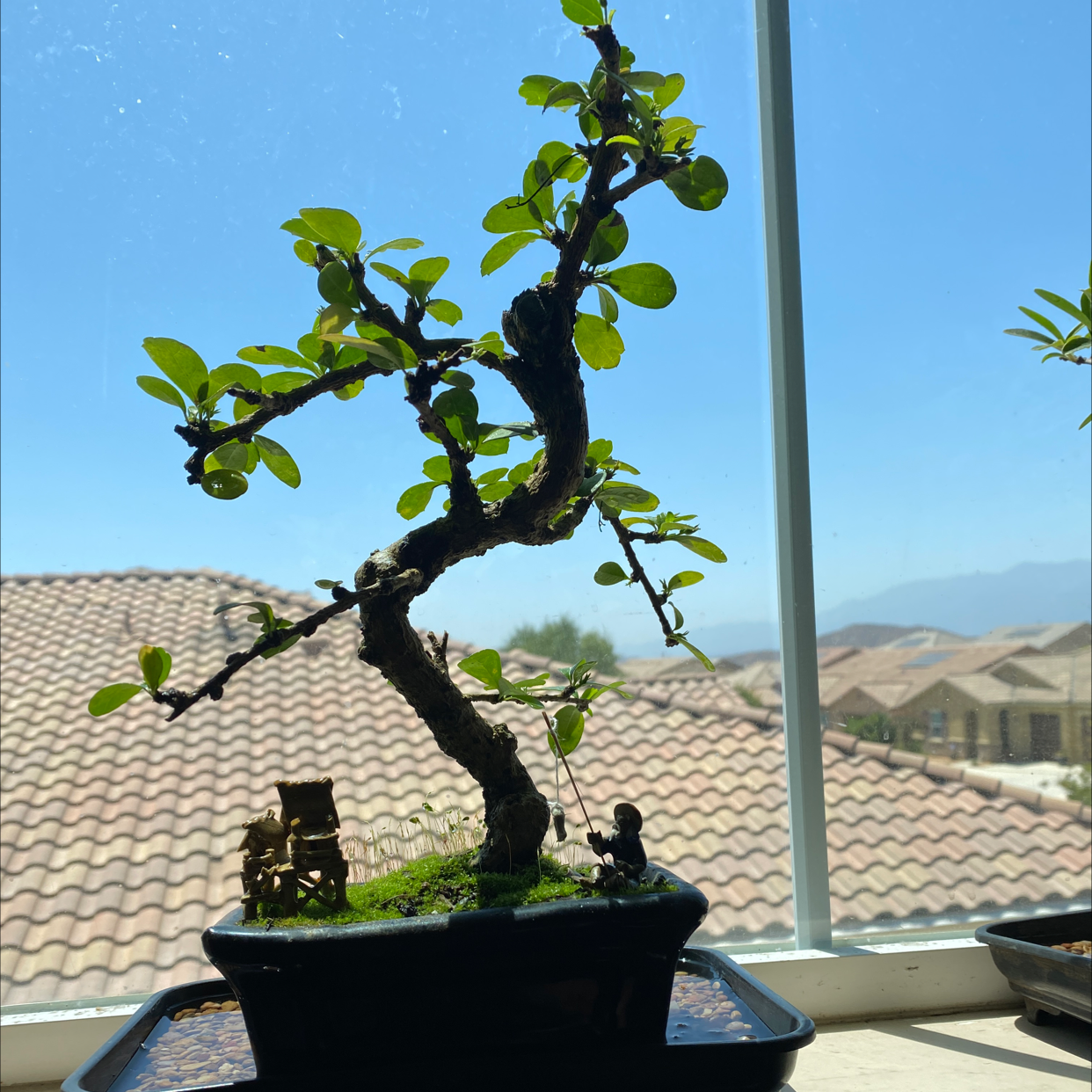 Photo of the plant species Tea tree by Jorge named Bonsai flowering Tea on Greg, the plant care app