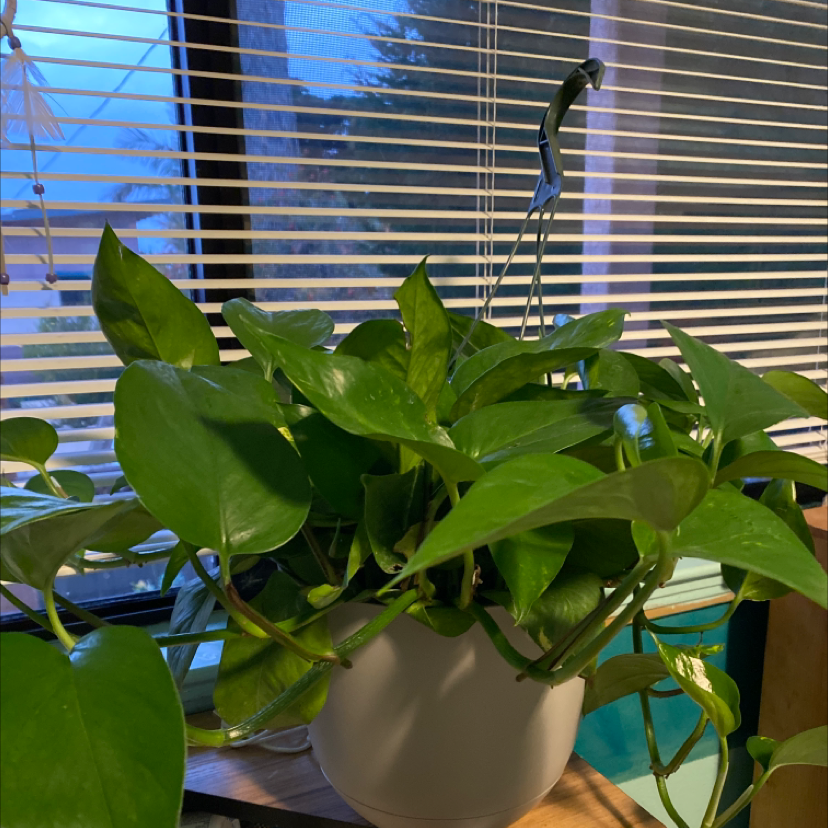 Taro Vine plant photo by @Juulj_15 named Athena￼ on Greg, the plant care app.