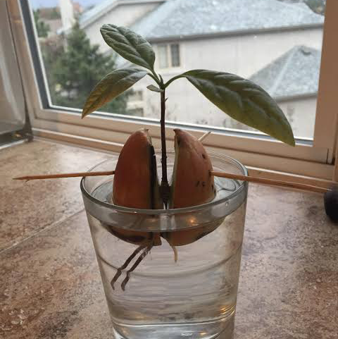 Avocado plant photo by @elisabeth033 named Harold on Greg, the plant care app.