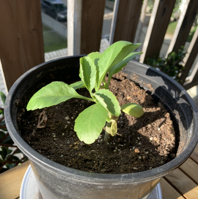 A healthy young Cathedral Bells plant with vibrant green leaves growing in a small black plastic pot filled with moist soil.