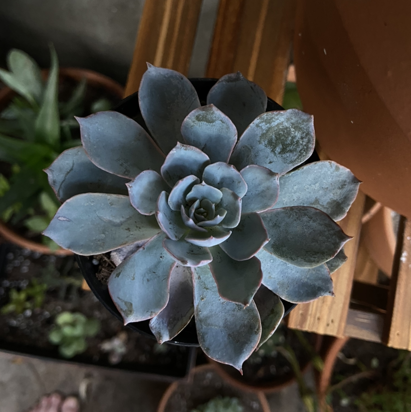 Echeveria 'Morning Beauty' succulent plant in a pot, well-centered and healthy.