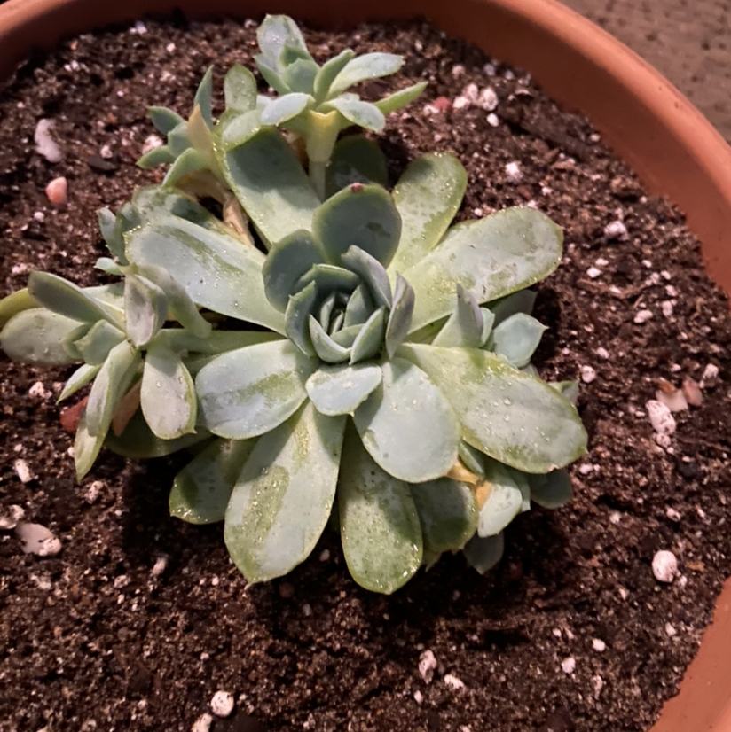 Echeveria 'Arctic Ice' succulent in a pot with visible soil.