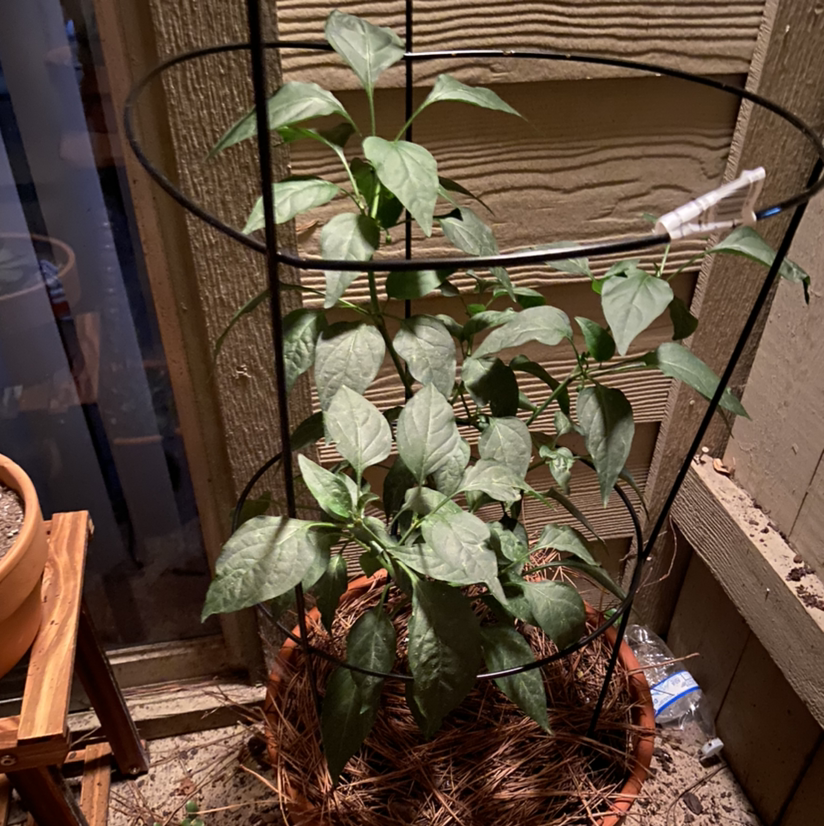 Photo of the plant species Jalapeño Pepper by @Monicatz123 named Jose the jalapeño on Greg, the plant care app