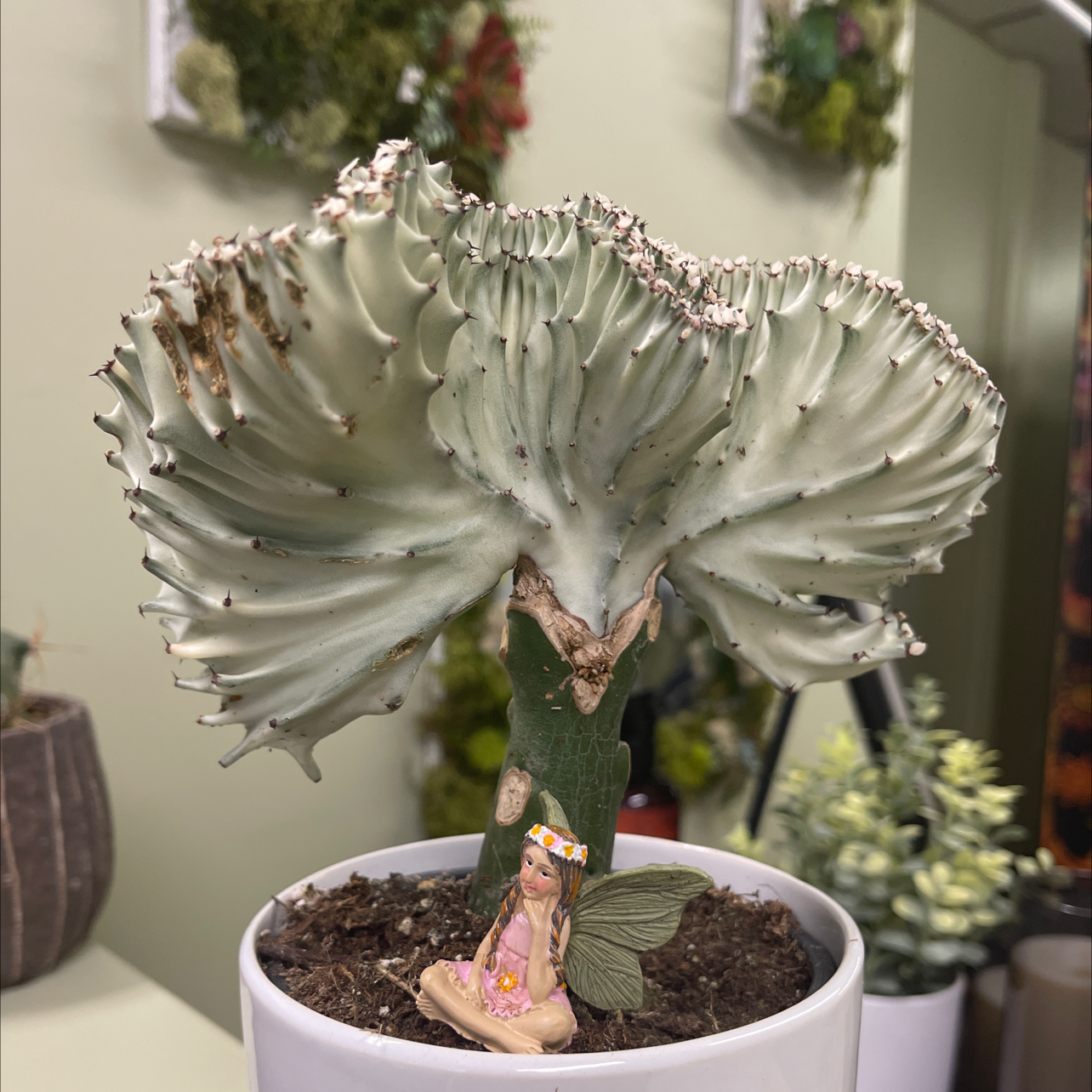 Candelabra Cactus with fan-shaped growth and minor browning on edges, potted with visible soil and a decorative figure.
