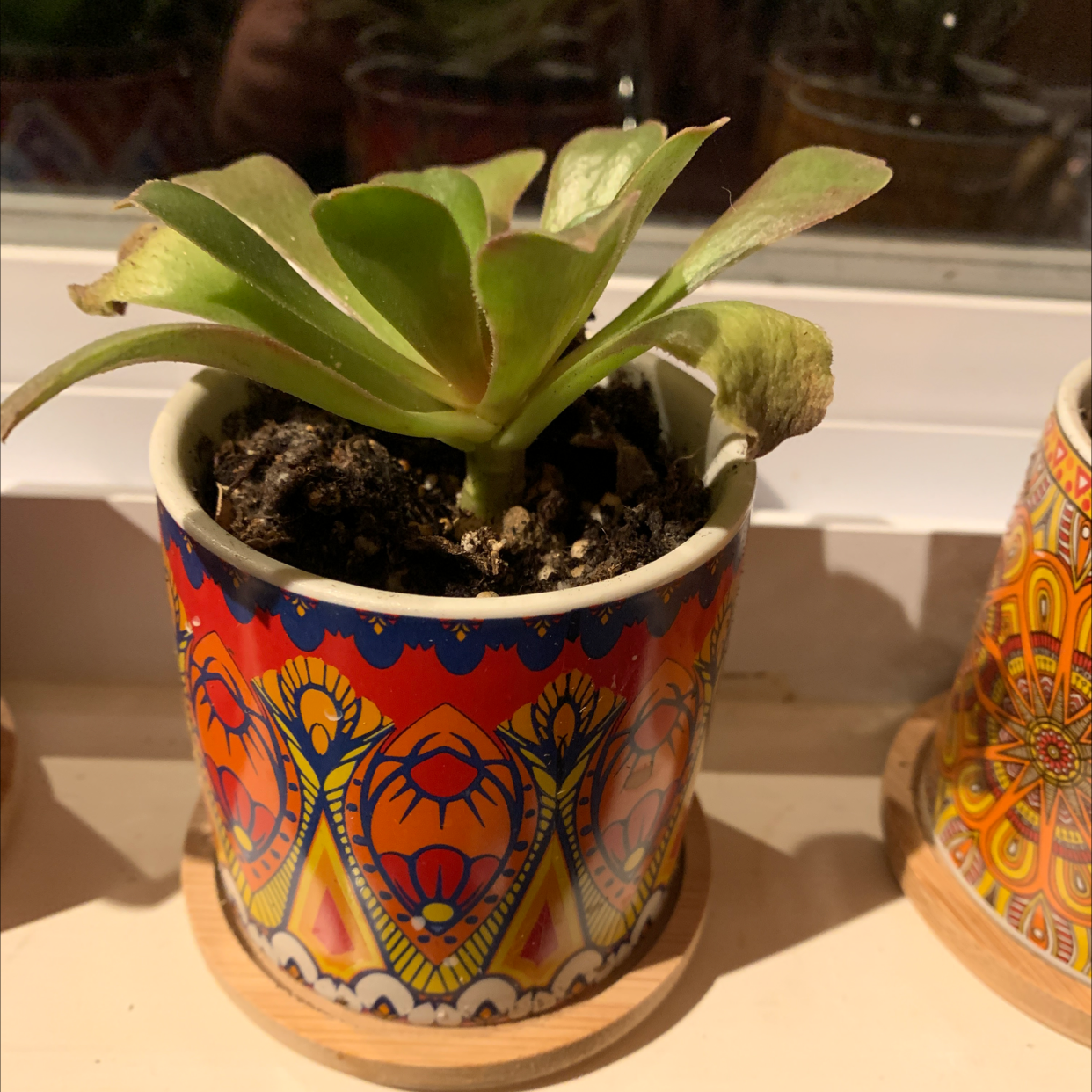 Flapjacks plant in a decorative pot with some yellowing and browning leaves.
