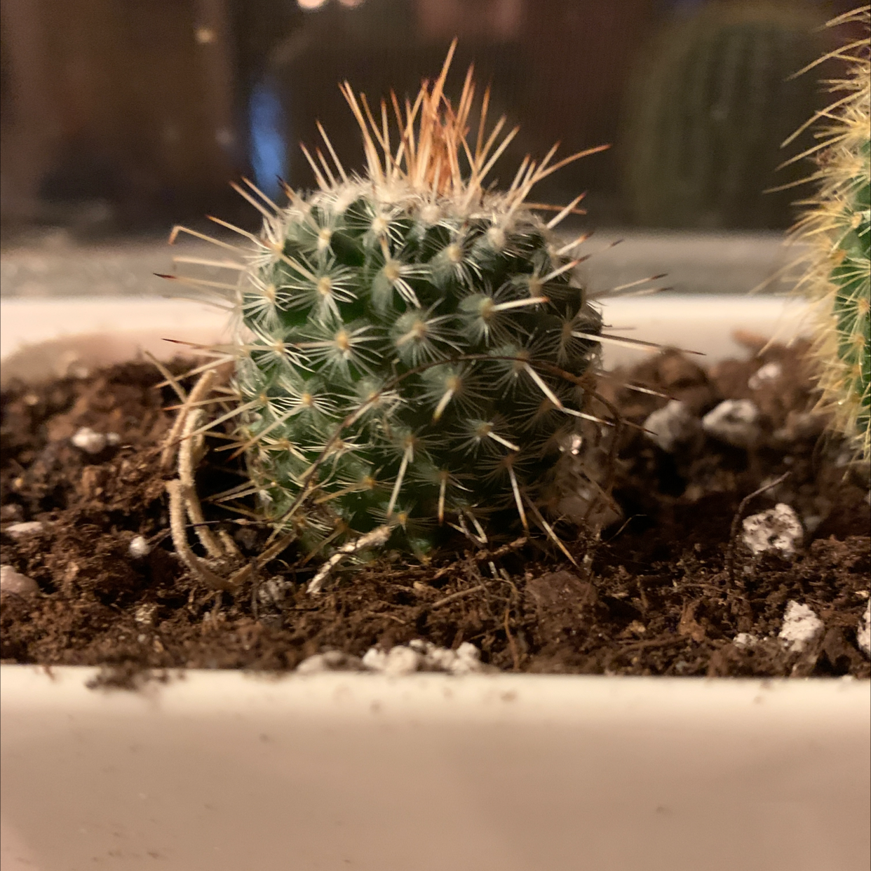 Healthy lace hedgehog cactus succulent with dense white spines, planted in gravelly soil mix, cleanly focused image.