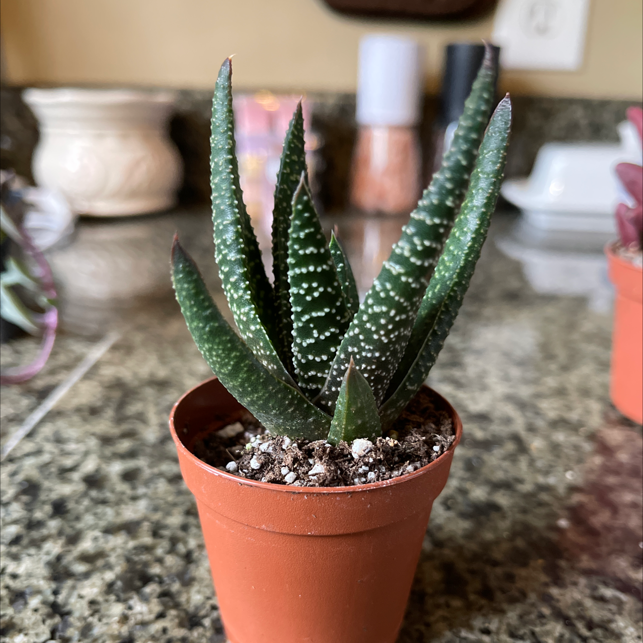 Bredasdorp Gasteria plant in a terracotta pot with dark green leaves and white spots.