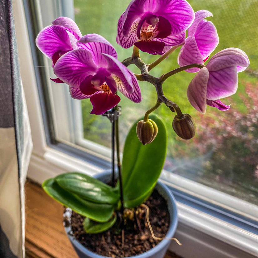 Mini Phalaenopsis Orchid with vibrant purple flowers and green leaves in a pot by a window.