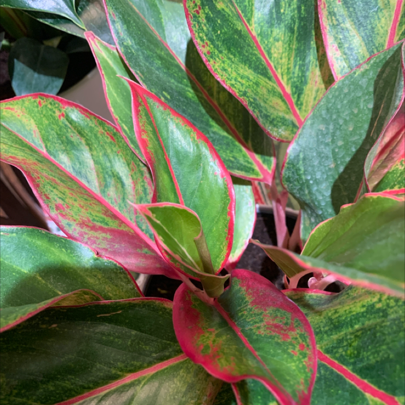 Triostar Stromanthe plant with vibrant green and pink variegated leaves.