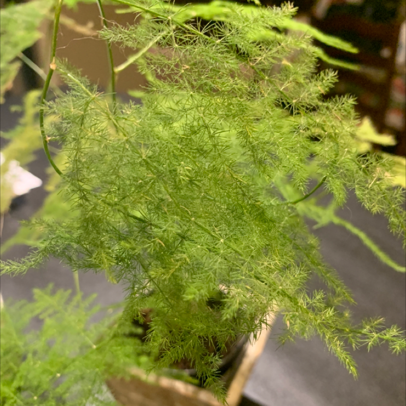 Close-up of a lush, healthy asparagus fern plant with vibrant green, feathery foliage filling the frame.