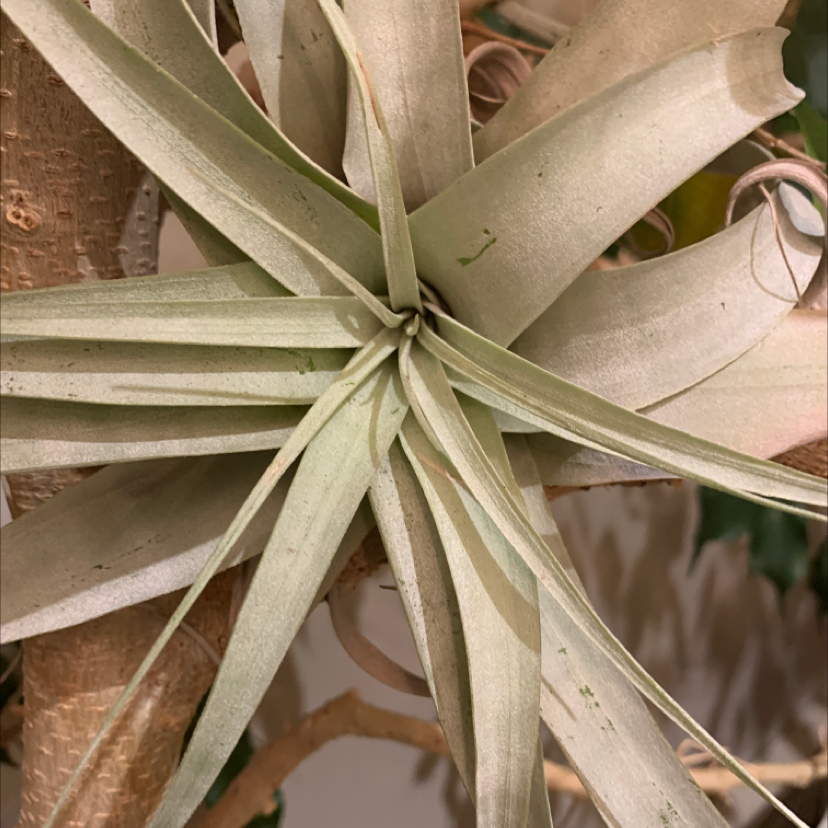 Close-up of healthy pineapple plant leaves spiraling from center in grayish-green tones with serrated edges.