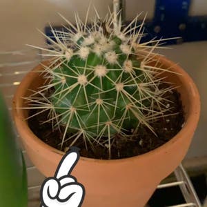 Mammillaria Melanocentra plant photo by Trippylittlehippie named Wilford on Greg, the plant care app.