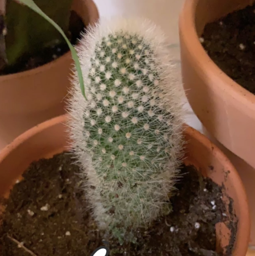 Spiny Pincushion Cactus plant photo by @TrippyLittleHippie named Fallon on Greg, the plant care app.