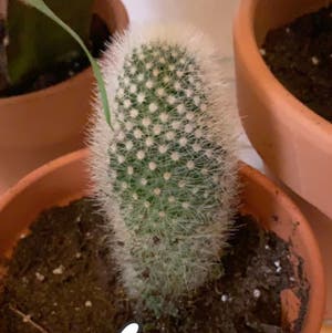 Spiny pincushion cactus plant photo by @TrippyLittleHippie named Fallon on Greg, the plant care app.