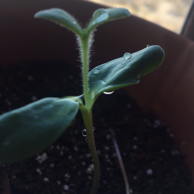 Close-up of healthy sunflower seedling with dewy green cotyledon leaves sprouting from moist soil.