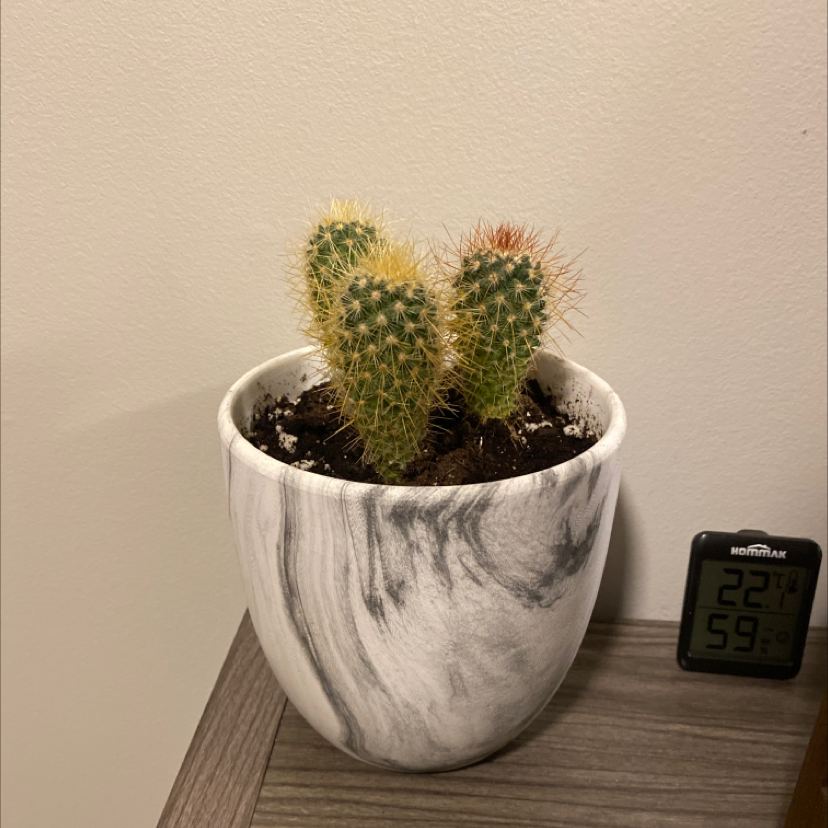 Spiny Pincushion Cactus in a white marbled pot with visible soil.
