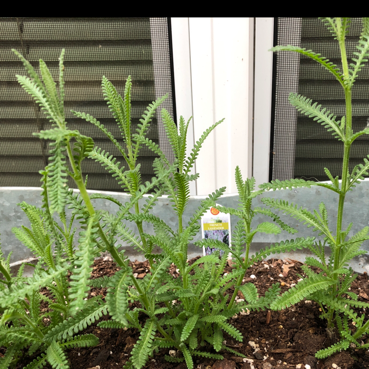 Photo of the plant species French Lavender by @Casiroll named Lady Lavender on Greg, the plant care app