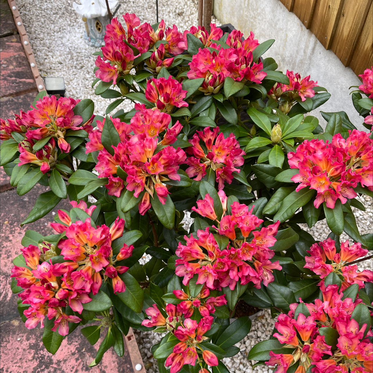 A healthy Alpenrose plant with vibrant pink flowers.
