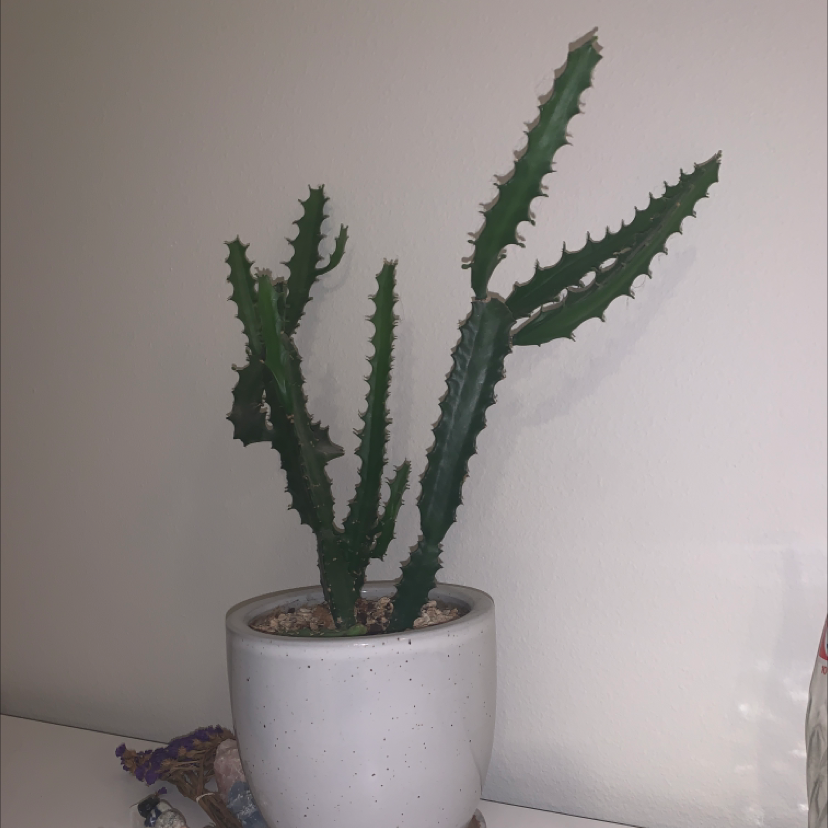 African Milk Tree plant photo by @plantki11er named Spike on Greg, the plant care app.