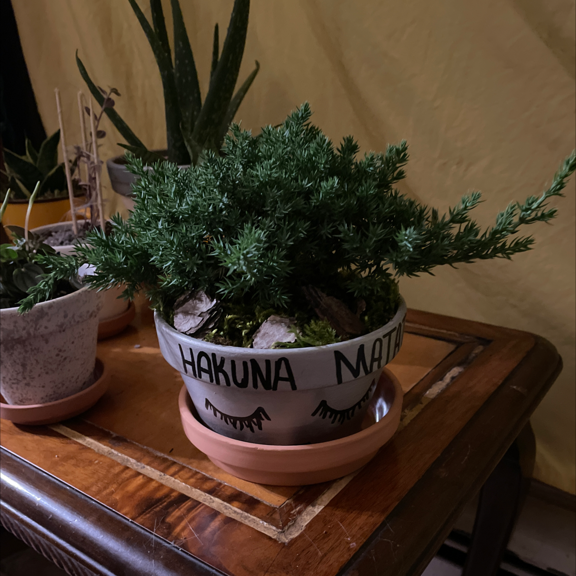 Potted American Juniper plant with dense green foliage on a wooden table.