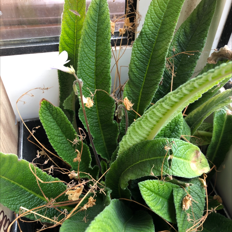 Photo of the plant species crystal ice by Hannah named Porcha on Greg, the plant care app