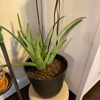 Aloe Vera plant in Bennington, Nebraska