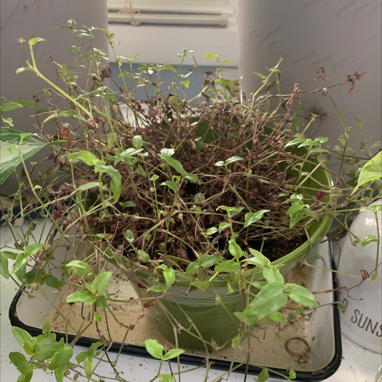 Potted Creeping Inch Plant with lush green foliage growing in a white pot, some vines looking sparse.