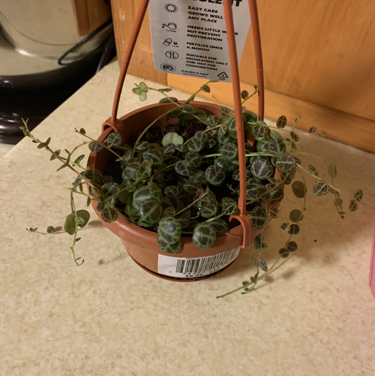 Healthy Chain of Hearts plant in terracotta pot with long trailing vines and heart-shaped leaves, care tag inserted.