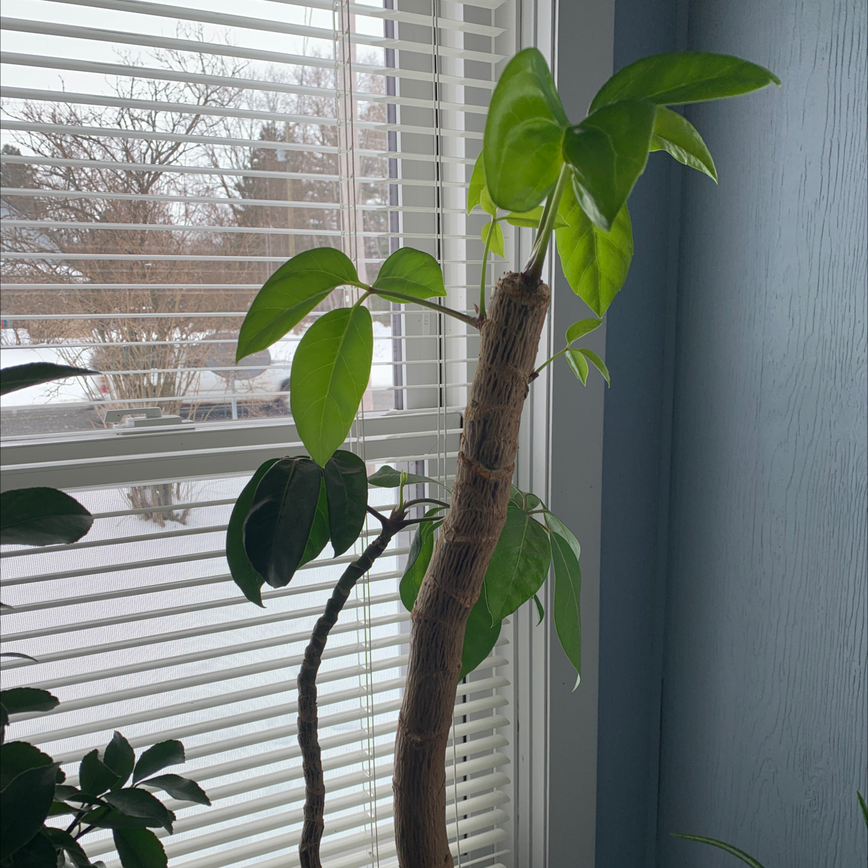 Healthy, lush green umbrella tree in front of window blinds, showing shiny foliage and sturdy woody stem in bright indirect light.