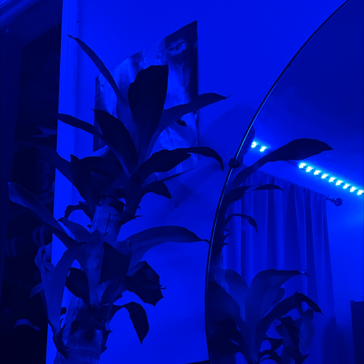 Photo of the plant species Large-Leaved Dragon Tree by Carissa named Winston on Greg, the plant care app