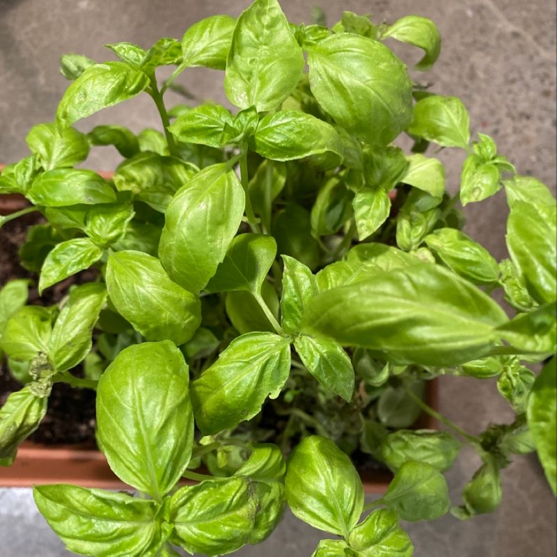 Sweet Basil plant with vibrant green leaves in a pot, soil visible.