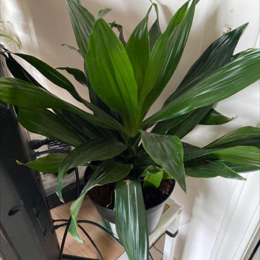 Healthy, thriving Cornstalk Dracaena plant with long green leaves and no signs of discoloration or disease.