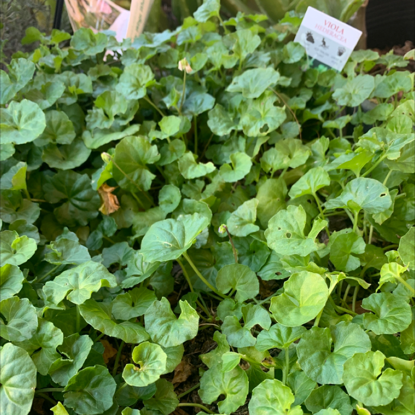 Plant care for Allchar Violet on Greg, the plant care app