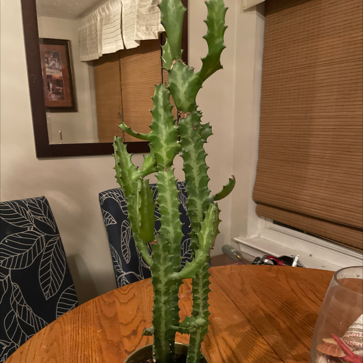 Healthy Candelabra Cactus on a wooden table indoors.