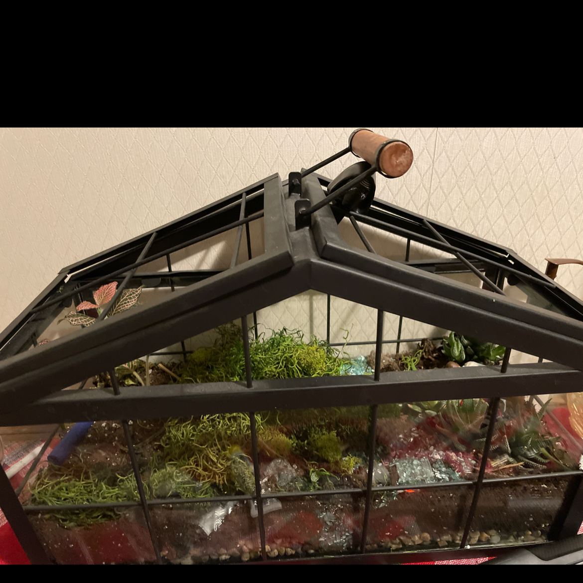 Terrarium with various small plants and mosses, well-maintained.
